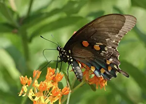 Papilio: Spicebush Swallowtail butterfly