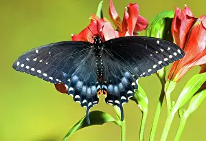Nectar: Spicebush Swallowtail Butterfly