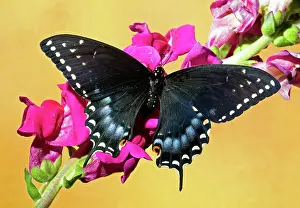 Nectar: Spicebush Swallowtail Butterfly