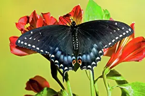 Nectar: Spicebush Swallowtail Butterfly