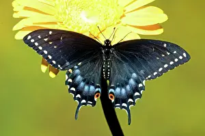 Nectar: Spicebush Swallowtail Butterfly