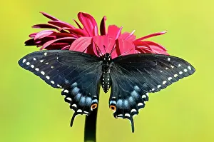 Nectar: Spicebush Swallowtail Butterfly