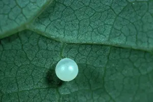 Swallowtail: Spicebush Swallowtail Butterfly Egg