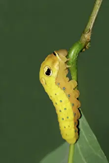 Final: Spicebush Swallowtail Caterpillar