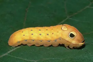Final: Spicebush Swallowtail Caterpillar