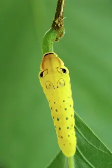 Final: Spicebush Swallowtail Caterpillar