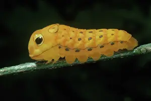 Larvae: Spicebush Swallowtail Caterpillar