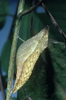 Changing: Spicebush Swallowtail Chrysalis