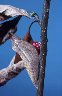 Changing: Spicebush Swallowtail Chrysalis
