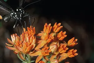 Mouthparts: Spicebush Swallowtail Feeding