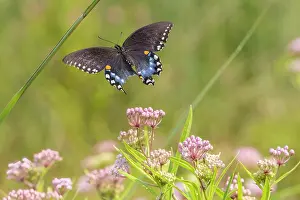 Swallowtail: Spicebush swallowtail flying to swamp milkweed