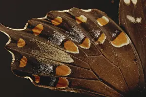 Sequence: Spicebush Swallowtail Under Normal Light (1 of 2)