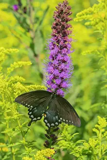 Blazing: Spicebush Swallowtail (Papilio troilus) on Blazing