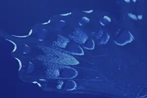 Sequence: Spicebush Swallowtail Under UV Light (2 of 2)