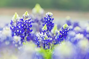 Wilson: Spicewood, Texas, USA. Bluebonnet wildflowers in