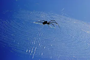 Nephila: Spider