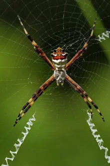 Argiope: Spider