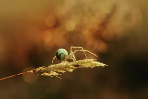 Bokeh: Spider