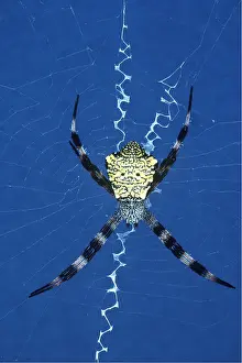 Cobwebs: SPIDER