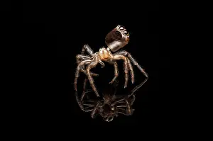 Pallida: spider is about 5mm in size