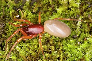 Woodlice: Spider, adapted for catching and eating woodlice
