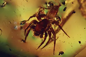 Resin: Spider in Amber