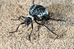 Mojave: Spider Beetle