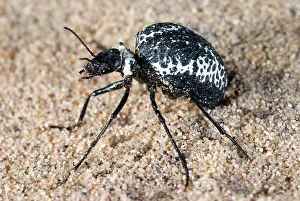 Coleoptera: Spider Beetle