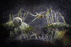 Humidity: A spider is building a web among moss buds