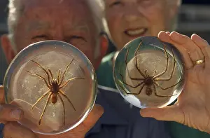 Murray: Spider Collectors, Murray Riverland