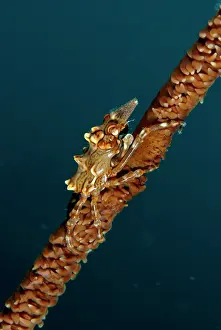 Imitate: Spider Crab