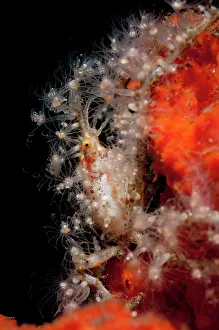 Decorator: Spider Crab