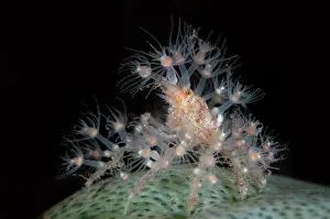 Squirt: Spider Crab