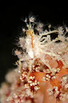 Decorator: Spider Crab with anemones on coral Torpedo Alley