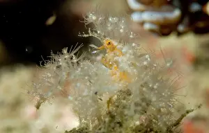 Decorator: Spider Crab with anemones for protection and camouflage