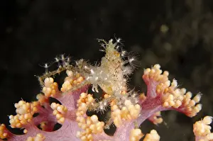 Anemones: Spider Crab - with attached anemones for defense