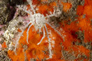 161018: Spider Crab - carrying small Anemones for protection