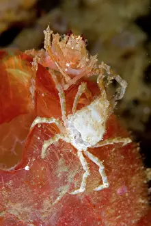Nudi: Spider Crab on sea squirt moulting with old skeleton