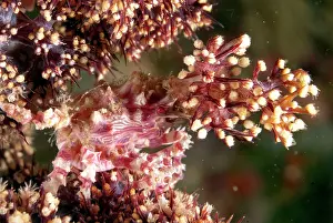 Sipadan: Spider Crab on soft Glomerate tree coral (Dendronephthya