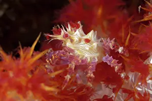 Glomerate: Spider Crab on soft Glomerate tree coral (Dendronephthya