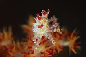 Glomerate: Spider Crab - on soft Glomerate tree coral (Dendronephthya