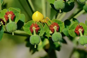 Spurge: Spider crab on Spurge, Labeaume, Ardeche, France