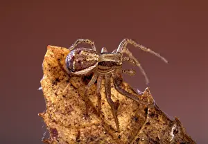 Xysticus: Spider - on a dead leaf