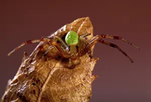 Ulmi: Spider - on a dead leaf