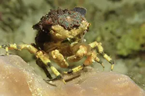 Decorator: Spider Decorator Crab