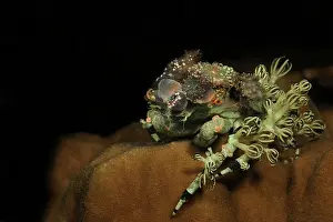 Decorator: Spider Decorator Crab