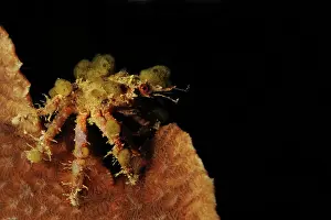 Decorator: Spider Decorator Crab