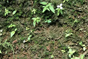 Spiders: Spider Den
