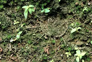 Spiders: Spider Den