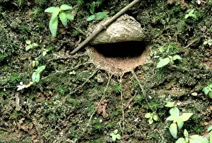 Spiders: Spider Den